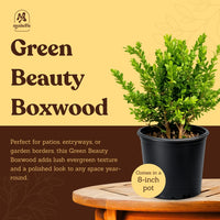Green Beauty Boxwood – Evergreen Hedge Shrub (1 Gallon)
