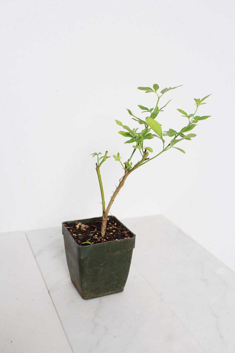 Yellow Primrose Jasmine – Jasminum Mesnyi Starter Plant Outdoor Shrub