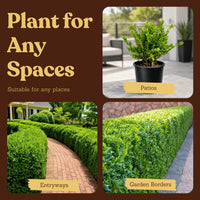 Green Beauty Boxwood – Evergreen Hedge Shrub (1 Gallon)