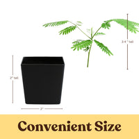 Persian Pink Mimosa – Ornamental Flowering Starter Tree