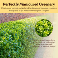 Green Beauty Boxwood – Evergreen Hedge Shrub (1 Gallon)