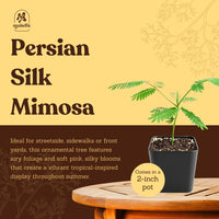 Persian Pink Mimosa – Ornamental Flowering Starter Tree