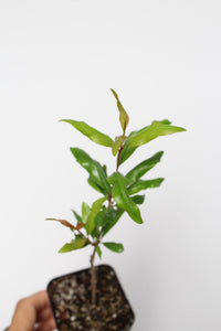Wonderful Pomegranate – Edible Fruit Starter Plant
