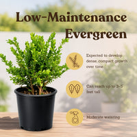 Green Beauty Boxwood – Evergreen Hedge Shrub (1 Gallon)