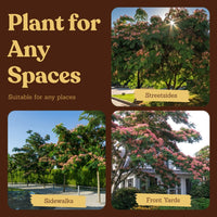 Persian Pink Mimosa – Ornamental Flowering Starter Tree