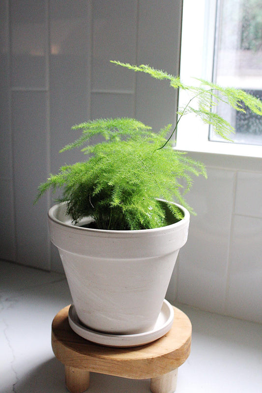 Small Indoor Fern Plant Feathery Texture Plumosa Variety Easy Care Houseplant Perfect Desk Shelf Decor Living Room Addition Office Plant Collection Compact Size Natural Beauty Home Decoration Perfect Gift Idea Beautiful Green Accent