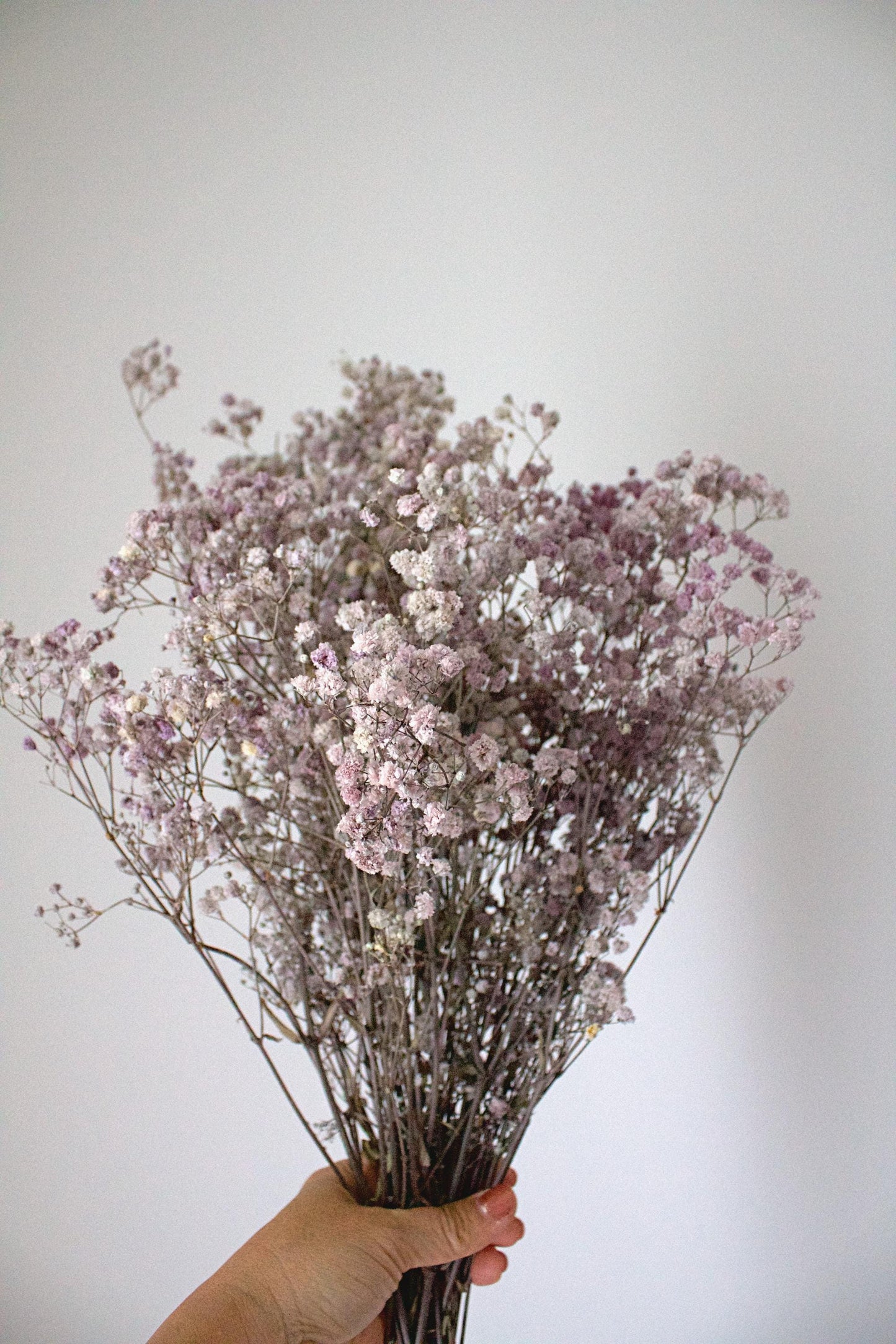 Dried Flowers Baby's breath purple