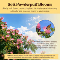 Persian Pink Mimosa – Ornamental Flowering Starter Tree