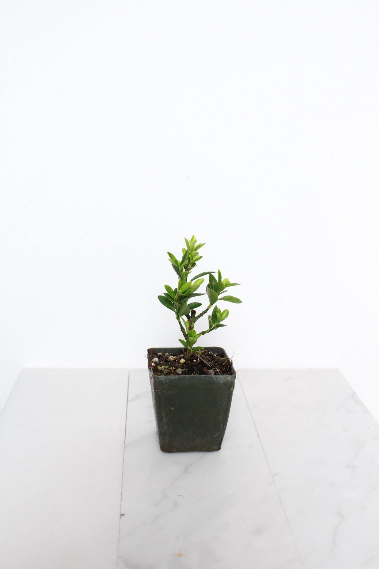 Bonsai Starter Plant Beginner Friendly Kit Compact Size Container Growing Set Oriental Beauty Indoor Garden Collection Easy Care Instructions Complete Package Perfect Home Decor First Time Plant Parent Essential Growing Guide Beautiful