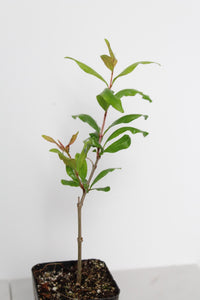 Wonderful Pomegranate – Edible Fruit Starter Plant
