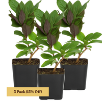 Purple Honeysuckle Vine – Hardy Climbing Garden Plant
