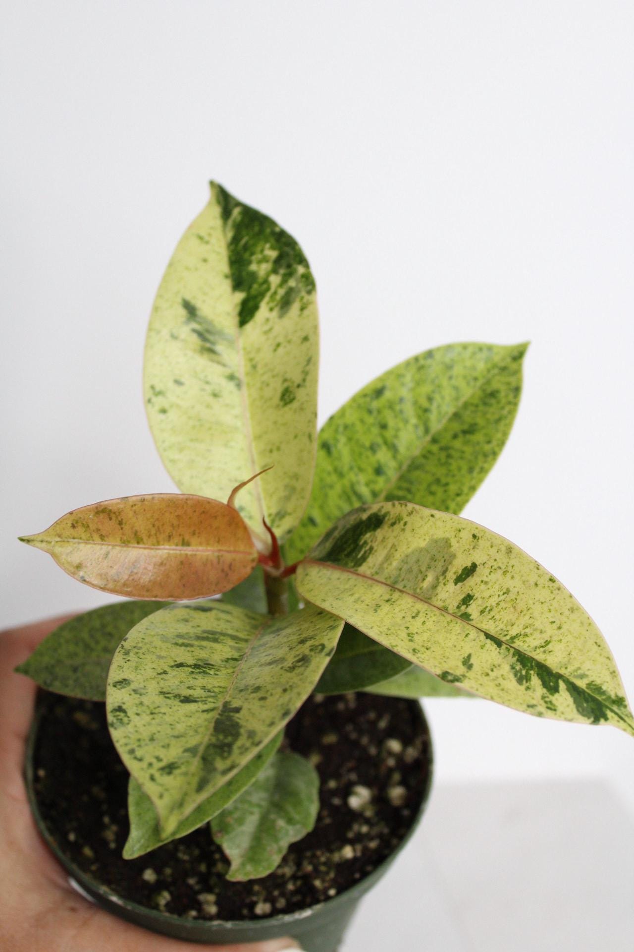 Bright Variegated Ficus Yellow Rubber Tree Indoor Plant Gift Rare Shivereana Moonshine 4 Inch Pot Houseplant Ficus Starter Tropical Plant