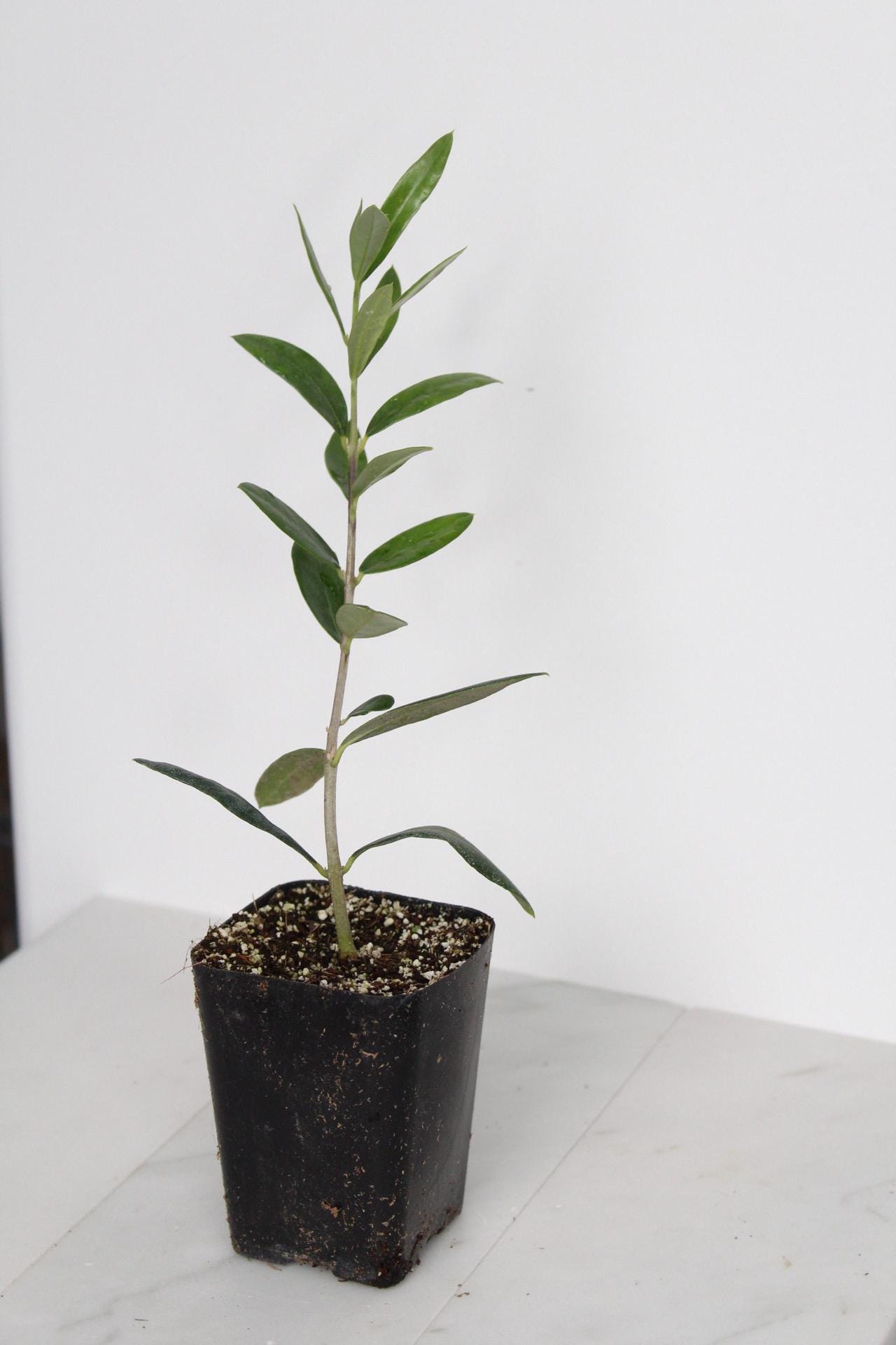 Small Garden Tree Gift Baby Olive Plant Living Present Mediterranean Style Accent Dwarf Ollie Variety Perfect Home Decor Italian Plant Collection Stone Fruit Bearing Starter Beautiful Green Gift Wedding Party Favor Space Saving Design