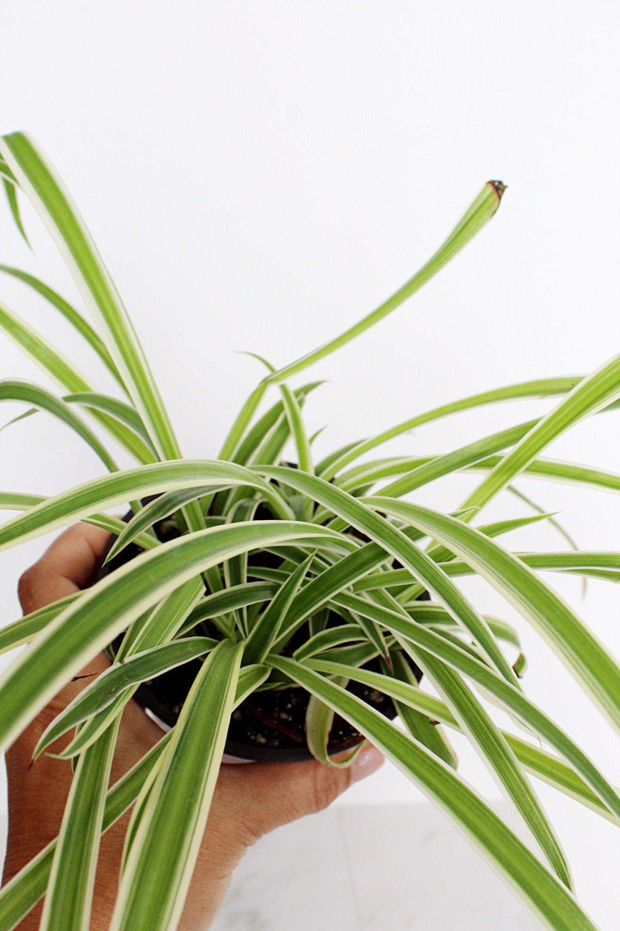 Reverse Variegated Spider Plant Chlorophytum Spider Indoor Plant Retro Indoor House Plant 4 inch Tropical White Leaf Garden Hanging Plant