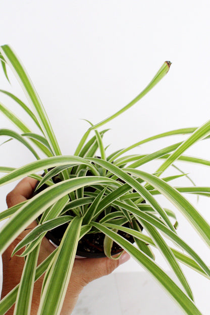 Reverse Variegated Spider Plant Chlorophytum Spider Indoor Plant Retro Indoor House Plant 4 inch Tropical White Leaf Garden Hanging Plant