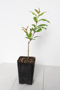Wonderful Pomegranate – Edible Fruit Starter Plant