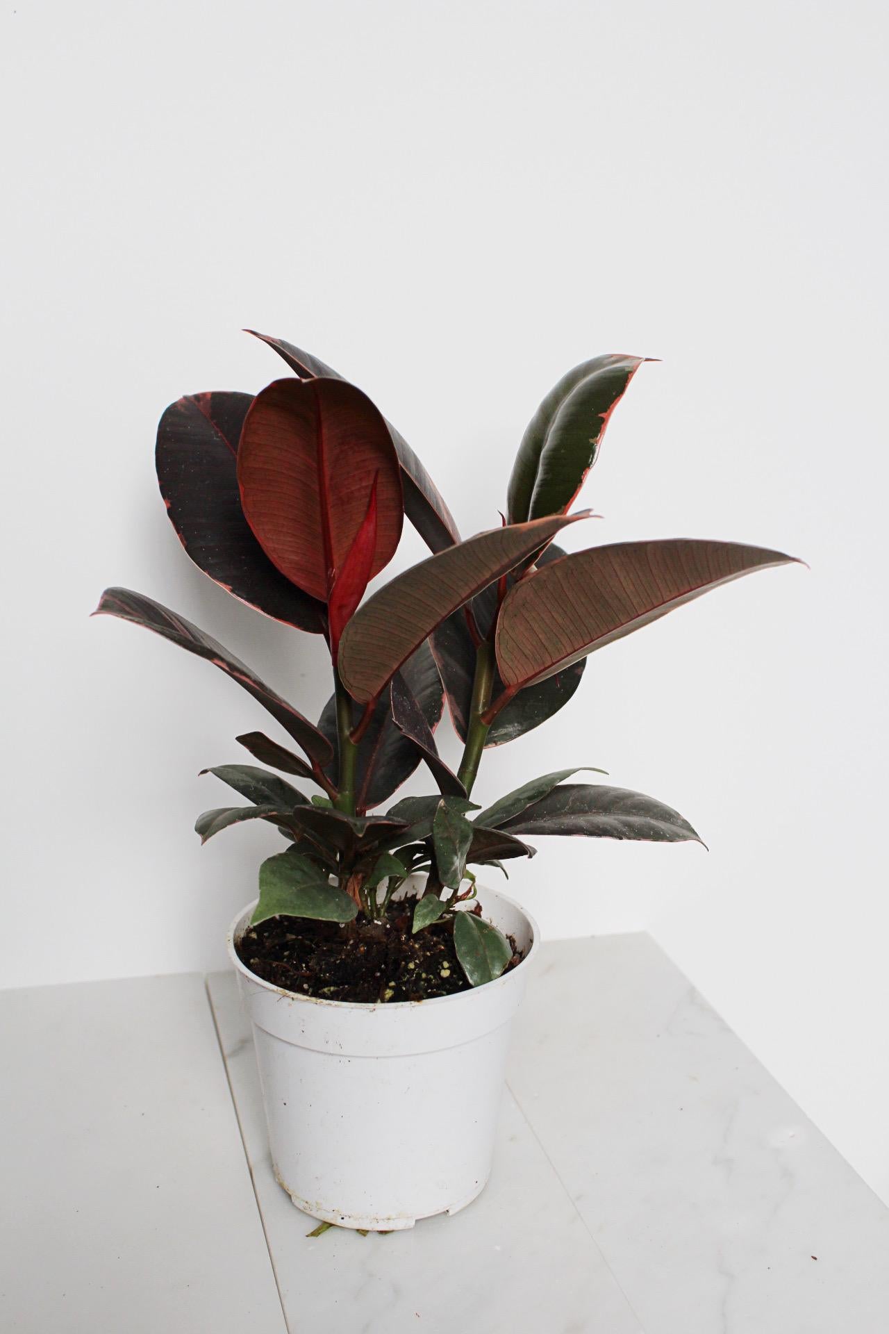 Variegated Pink Rubber Tree Pink Houseplant Ficus Decora Ruby Pink Plant Indoor House Plant Garden Tropical Indoor Live Plant Rubber Fig Neutral Beige Pot on Plant Stand Home Decor Gift