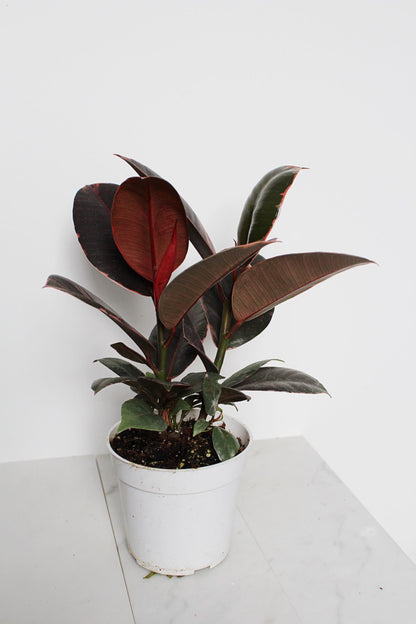 Variegated Pink Rubber Tree Pink Houseplant Ficus Decora Ruby Pink Plant Indoor House Plant Garden Tropical Indoor Live Plant Rubber Fig Neutral Beige Pot on Plant Stand Home Decor Gift