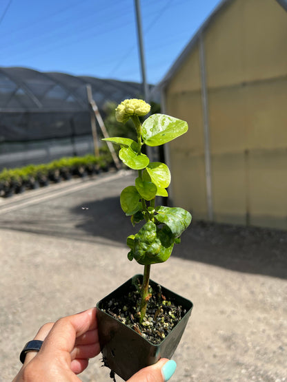 Custom Upgrade | Pick Your Plant Before Shipping