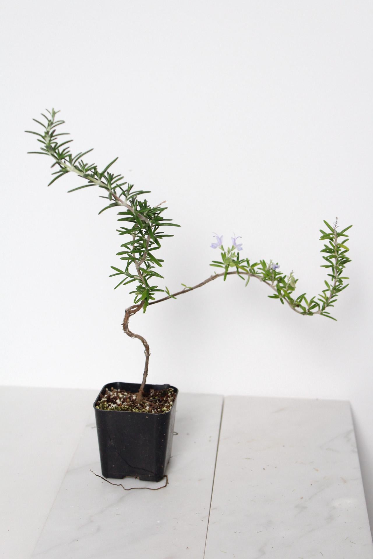 Culinary Herb Plant Small Rosemary Bonsai Collection Black Pot Garden Essential Window Display Accent Fresh Growing Collection Kitchen Decor Gift Cascading Green Foliage Beautiful Indoor Plant Trailing Variety Home Accent