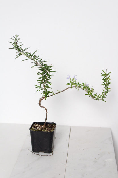 Culinary Herb Plant Small Rosemary Bonsai Collection Black Pot Garden Essential Window Display Accent Fresh Growing Collection Kitchen Decor Gift Cascading Green Foliage Beautiful Indoor Plant Trailing Variety Home Accent