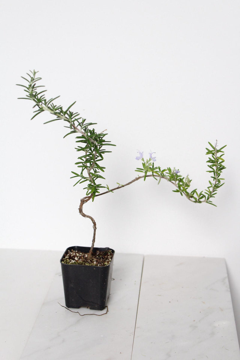 Culinary Herb Plant Small Rosemary Bonsai Collection Black Pot Garden Essential Window Display Accent Fresh Growing Collection Kitchen Decor Gift Cascading Green Foliage Beautiful Indoor Plant Trailing Variety Home Accent