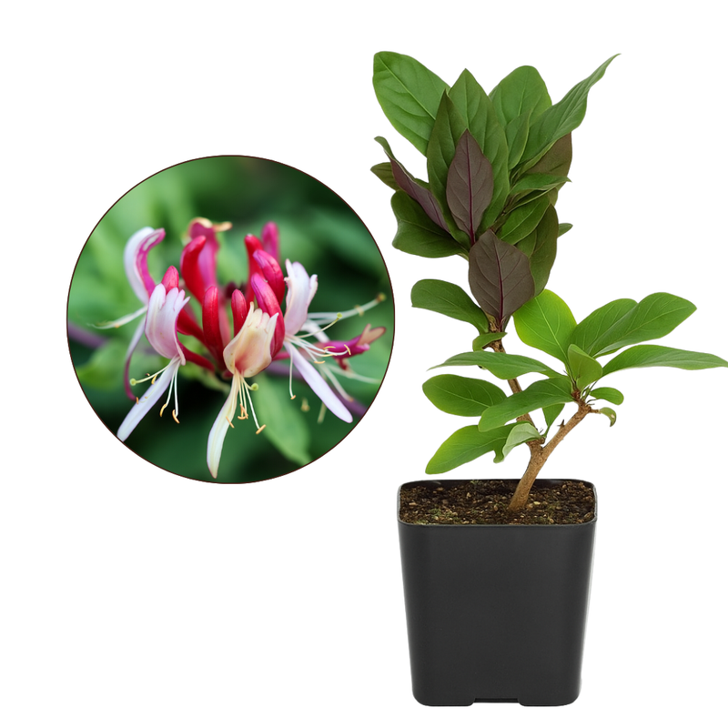 Purple Honeysuckle Vine – Hardy Climbing Garden Plant