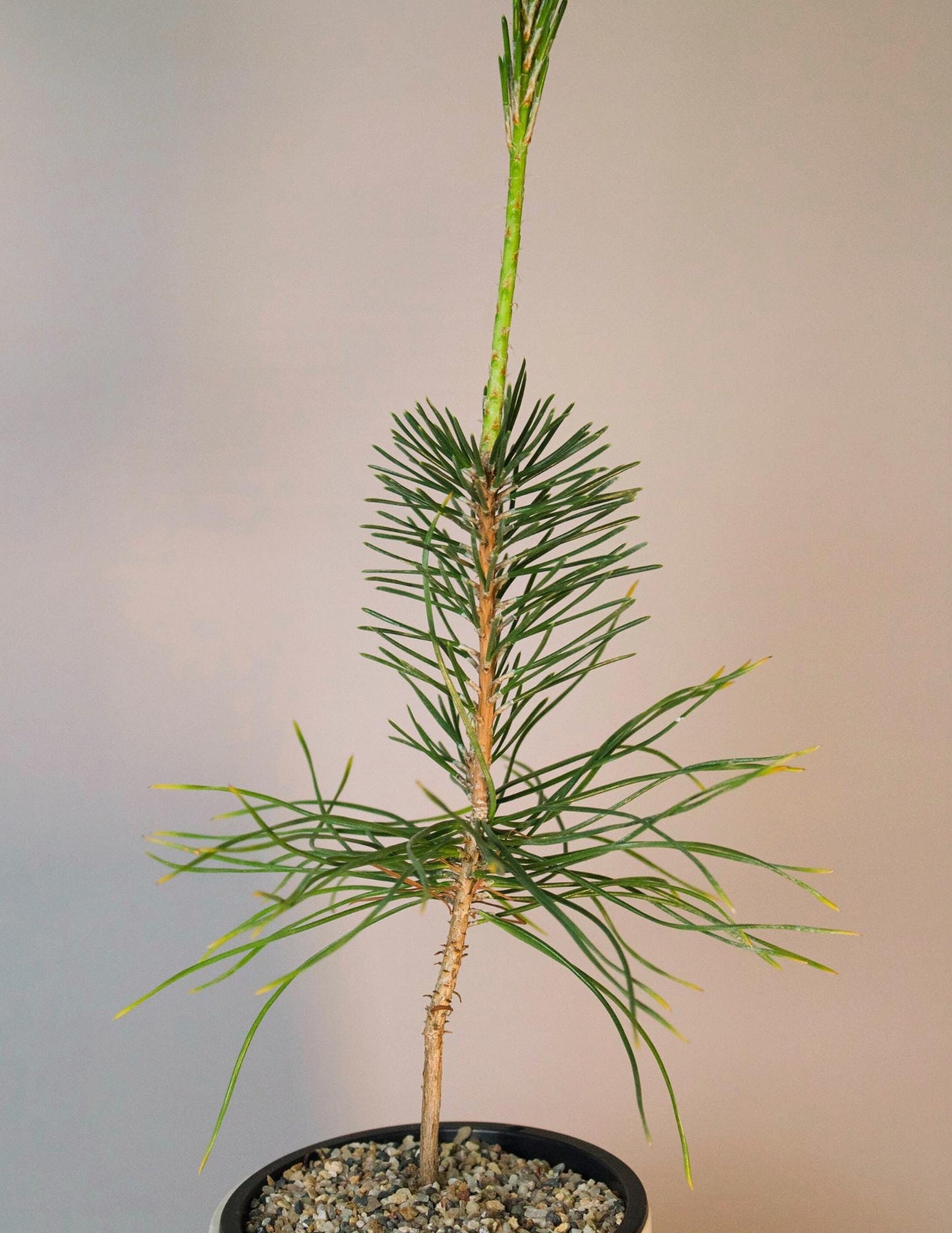 Japanese Pine Bonsai Kit First Time Grower Set Complete Beginner Bundle Home Garden Collection Perfect Father Gift White Ceramic Container Decorative Sand Package Small Space Growing Essential Beautiful Balcony Plant Display Starter Set