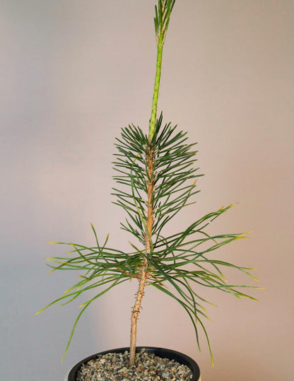 Japanese Pine Bonsai Kit First Time Grower Set Complete Beginner Bundle Home Garden Collection Perfect Father Gift White Ceramic Container Decorative Sand Package Small Space Growing Essential Beautiful Balcony Plant Display Starter Set