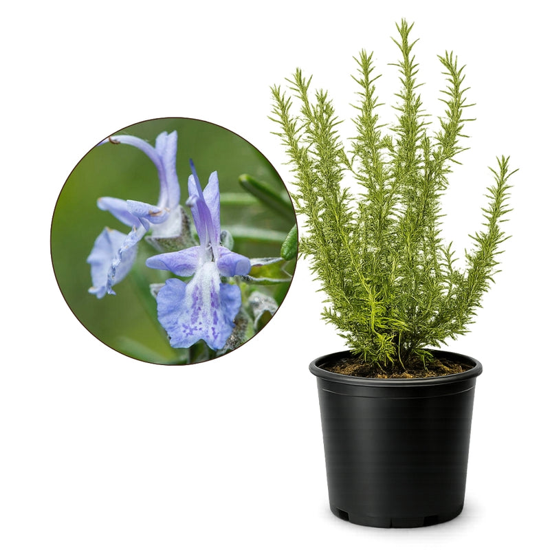 Rosemary – Fragrant Culinary Herb Plant (1 Gallon)