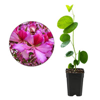 Orchid Tree – Flowering Garden Starter Tree