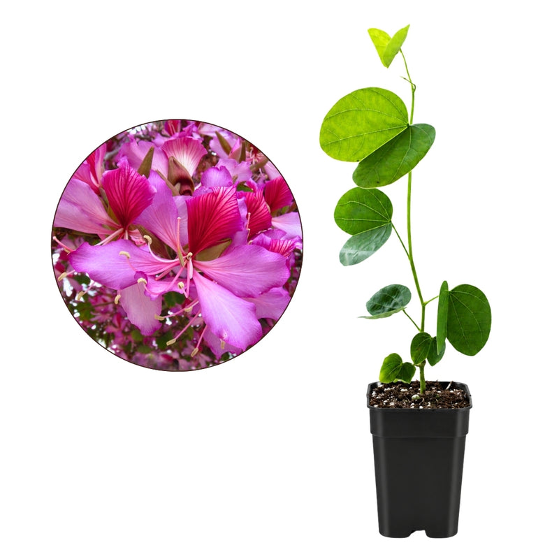 Orchid Tree – Flowering Garden Starter Tree