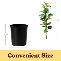 Madagascar Jasmine (Stephanotis) – Fragrant Flowering Vine (1 Gallon)