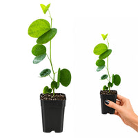 Orchid Tree – Flowering Garden Starter Tree