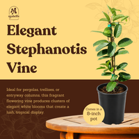 Madagascar Jasmine (Stephanotis) – Fragrant Flowering Vine (1 Gallon)
