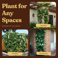 Madagascar Jasmine (Stephanotis) – Fragrant Flowering Vine (1 Gallon)