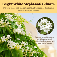 Madagascar Jasmine (Stephanotis) – Fragrant Flowering Vine (1 Gallon)