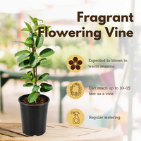 Madagascar Jasmine (Stephanotis) – Fragrant Flowering Vine (1 Gallon)