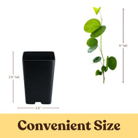 Orchid Tree – Flowering Garden Starter Tree