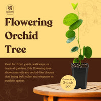 Orchid Tree – Flowering Garden Starter Tree