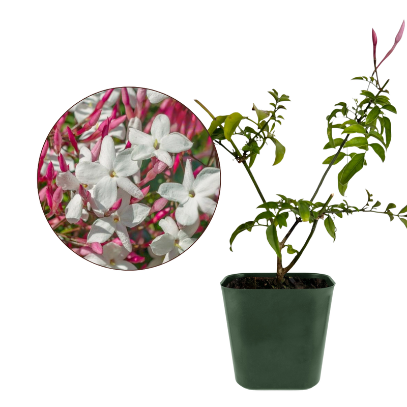 Pink Jasmine Vine - Fragrant Jasminum Polyanthum Starter Plant