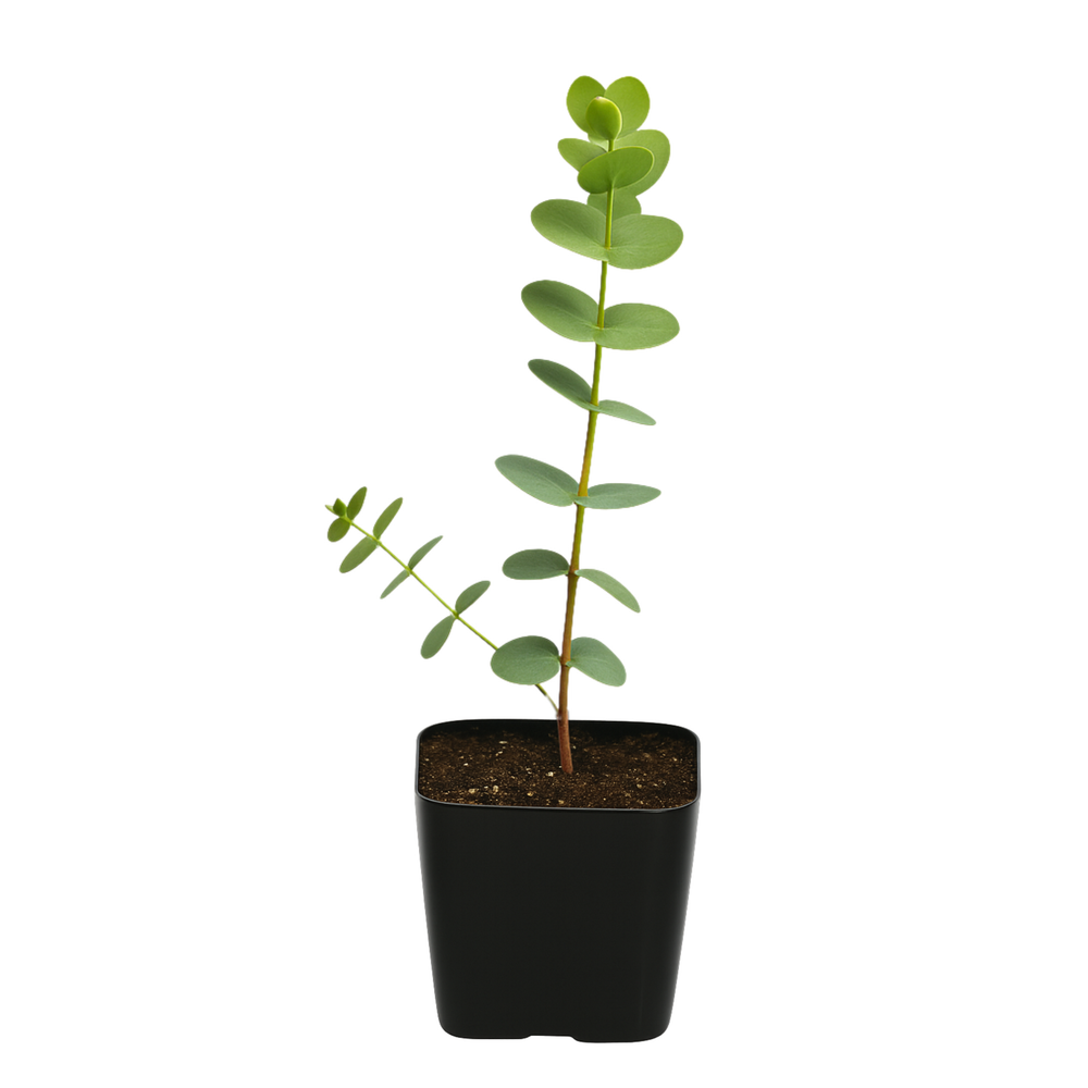Spiral Gray Eucalyptus Starter Tree – Baby Blue Live Fragrant Plant