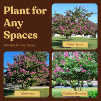 Orchid Tree – Flowering Garden Starter Tree