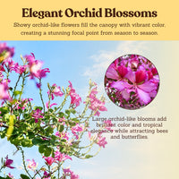 Orchid Tree – Flowering Garden Starter Tree