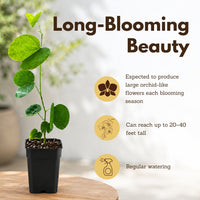 Orchid Tree – Flowering Garden Starter Tree