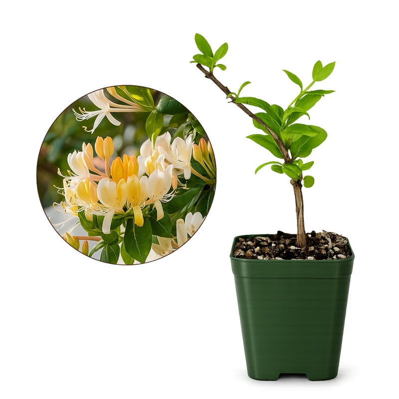 White Honeysuckle Vine – Fragrant Climbing Plant for Garden & Trellis