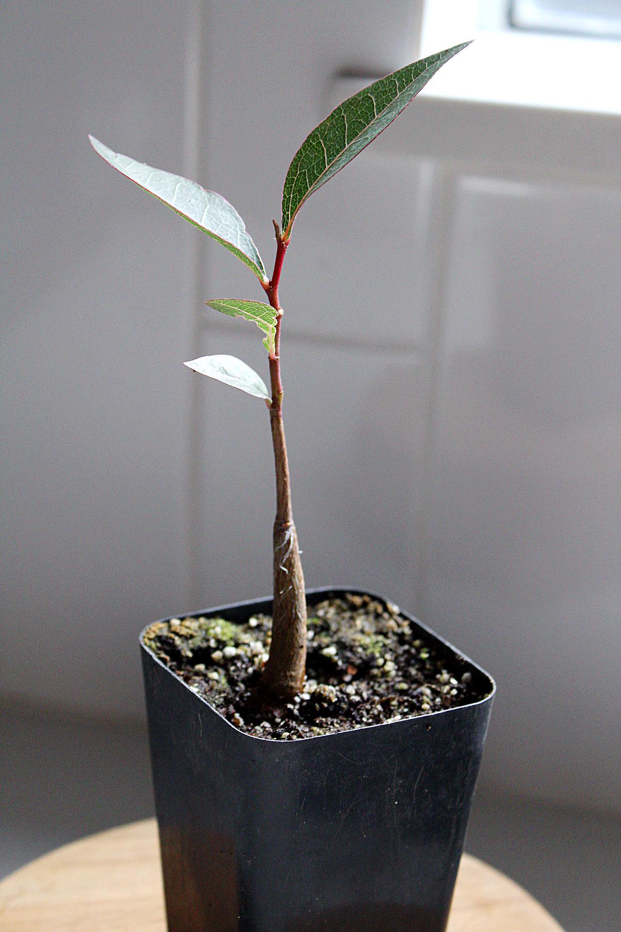 Kurrajong Starter Tree Bonsai Starter Tree Brachychiton Populneus Bottle Shaped Tree Ornamental Tree Drought Resistant Garden Tree Unique Specimen Tree Garden Focal Point White Flower Tree Garden Gift