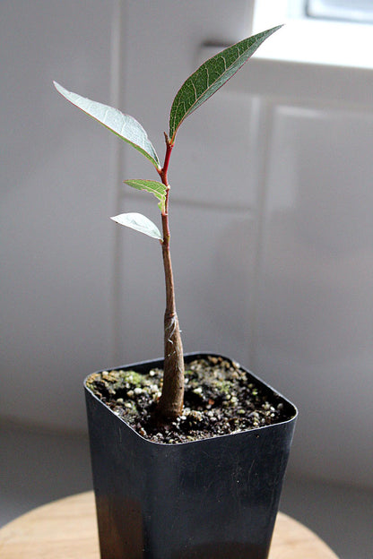 Kurrajong Starter Tree Bonsai Starter Tree Brachychiton Populneus Bottle Shaped Tree Ornamental Tree Drought Resistant Garden Tree Unique Specimen Tree Garden Focal Point White Flower Tree Garden Gift