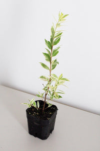 Variegated Mediterranean Plant Live Plant Patio Garden Indoor Outdoor Plant Easy Care Starter Plant Fragrant Herb Small Garden Apartment Garden Container Garden Plant Lover Gift Gift For Gardener