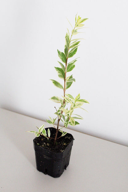 Variegated Mediterranean Plant Live Plant Patio Garden Indoor Outdoor Plant Easy Care Starter Plant Fragrant Herb Small Garden Apartment Garden Container Garden Plant Lover Gift Gift For Gardener